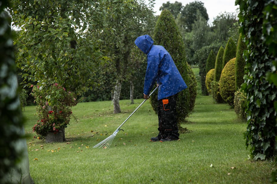 A person dressed in a blue raincoat with a hood and black gardening trousers is performing garden maintenance on a lush, green lawn adjacent to neatly trimmed hedges and flowering shrubs. They are usi