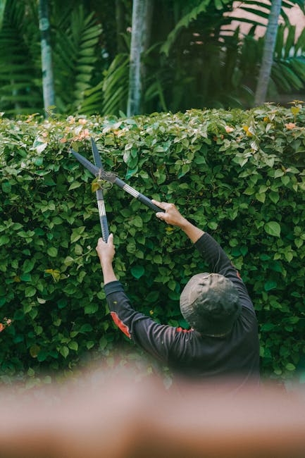 A person dressed in a blue raincoat with a hood and black gardening trousers is performing garden maintenance on a lush, green lawn adjacent to neatly trimmed hedges and flowering shrubs. They are usi