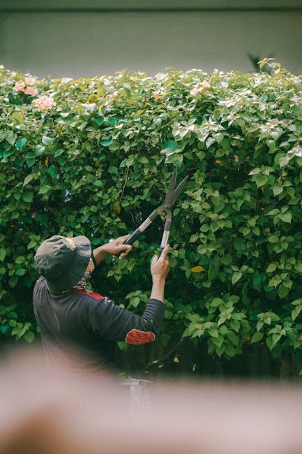 A gardener wearing a dark hat and jacket is trimming a dense, lush green hedge with long-handled pruning shears. The hedge has small, rounded leaves with some pinkish flowers blooming along the top. T